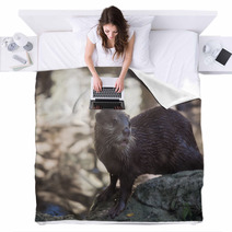 Smiled Otter On The Rock Blankets 98330591