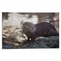 Smiled Otter On The Rock Rugs 98330591