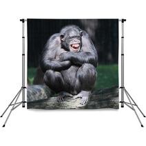 Smiling Happy Chimpanzee. Backdrops 53931904