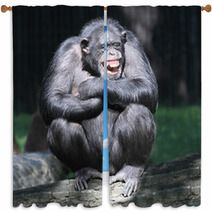 Smiling Happy Chimpanzee. Window Curtains 53931904
