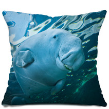 Smilling Manatee At Sydney Aquarium, Australia Pillows 64735854