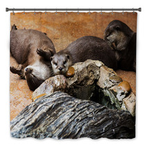 Smooth Coated Otter - Lutrogale Perspicillata - After A Swim In Bath Decor 101323357
