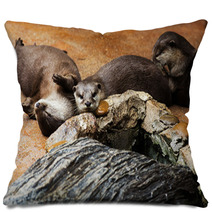 Smooth Coated Otter - Lutrogale Perspicillata - After A Swim In Pillows 101323357