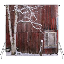Snow Covered Birch Tree And A Red Barn Backdrops 222233165