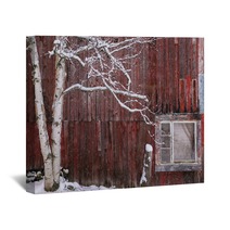 Snow Covered Birch Tree And A Red Barn Wall Art 222233165