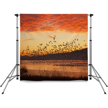 Snow Geese Flying At Sunrise Backdrops 59832837