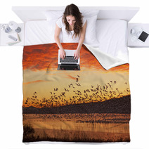 Snow Geese Flying At Sunrise Blankets 59832837