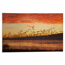 Snow Geese Flying At Sunrise Rugs 59832837