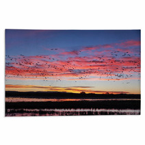 Snow Geese Flying Silhouetted At Sunrise Rugs 89717224