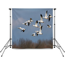 Snow Geese In Flight Backdrops 45467064