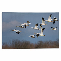 Snow Geese In Flight Rugs 45467064
