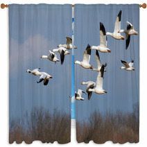 Snow Geese In Flight Window Curtains 45467064