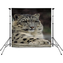 Snow Leopard Backdrops 1514299