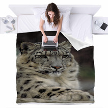 Snow Leopard Blankets 1514299