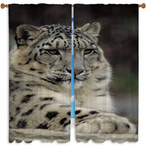 Snow Leopard Window Curtains 1514299