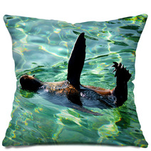 South African Fur Seal. Pillows 91575495
