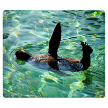 South African Fur Seal. Rugs 91575495