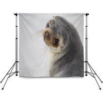 South American Fur Seal (Arctocephalus Australis) Close Up. Backdrops 95900932
