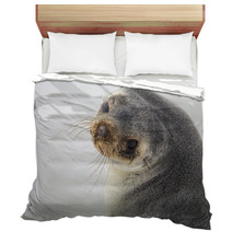South American Fur Seal (Arctocephalus Australis) Close Up. Bedding 95900932