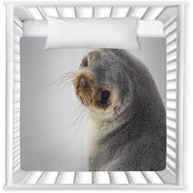 South American Fur Seal (Arctocephalus Australis) Close Up. Nursery Decor 95900932