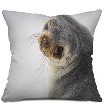 South American Fur Seal (Arctocephalus Australis) Close Up. Pillows 95900932