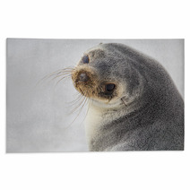 South American Fur Seal (Arctocephalus Australis) Close Up. Rugs 95900932