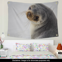 South American Fur Seal (Arctocephalus Australis) Close Up. Wall Art 95900932