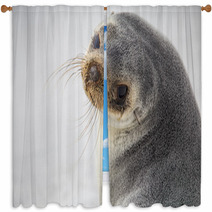South American Fur Seal (Arctocephalus Australis) Close Up. Window Curtains 95900932