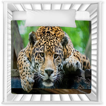 South American Jaguar Nursery Decor 65728346