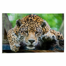 South American Jaguar Rugs 65728346