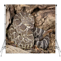 Southern Pacific Rattlesnake. Backdrops 46949109