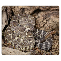 Southern Pacific Rattlesnake. Rugs 46949109