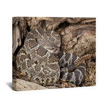 Southern Pacific Rattlesnake. Wall Art 46949109