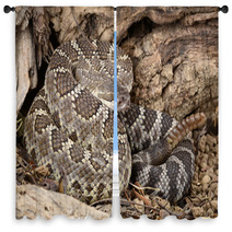 Southern Pacific Rattlesnake. Window Curtains 46949109