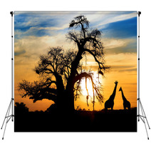 Spectacular African Sunset With Baobab And Giraffe Backdrops 44948016