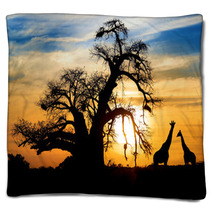 Spectacular African Sunset With Baobab And Giraffe Blankets 44948016