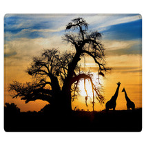 Spectacular African Sunset With Baobab And Giraffe Rugs 44948016