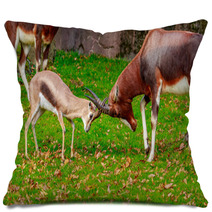 Speke Gazelle Headbutt With Bontebok Antelope Pillows 100617876