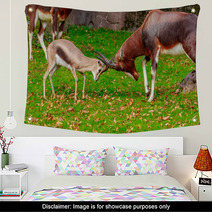 Speke Gazelle Headbutt With Bontebok Antelope Wall Art 100617876