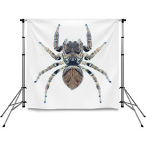 Spider Evarcha Arcuata Backdrops 70352307