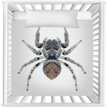 Spider Evarcha Arcuata Nursery Decor 70352307