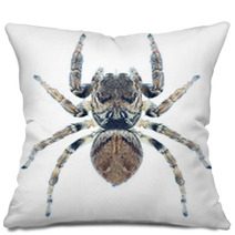 Spider Evarcha Arcuata Pillows 70352307