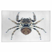 Spider Evarcha Arcuata Rugs 70352307
