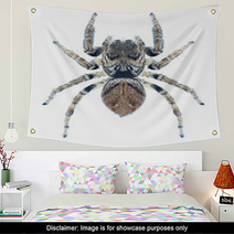 Spider Evarcha Arcuata Wall Art 70352307