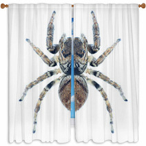 Spider Evarcha Arcuata Window Curtains 70352307