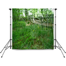 Spider Web Backdrops 348634