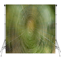 Spiders Web Backdrops 81552