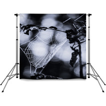 Spiderweb In Forest In Black And White Backdrops 70345504