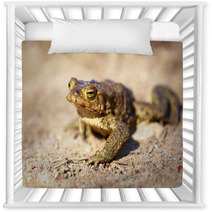 Spring Brown Frog Nursery Decor 64846468