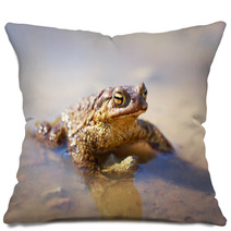 Spring Brown Frog Pillows 64846467